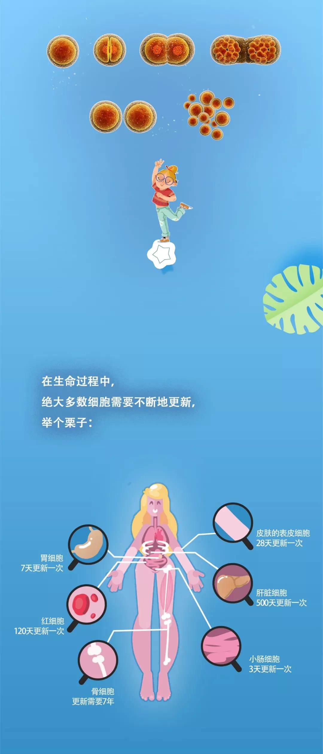 一张图片理解干细胞的“发家史”！