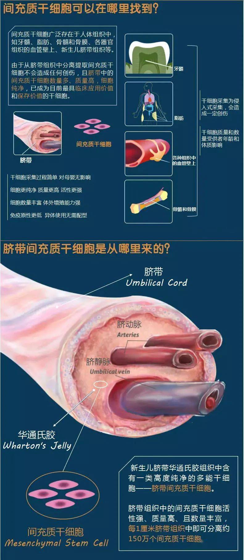 干细胞中的明星细胞---间充质干细胞