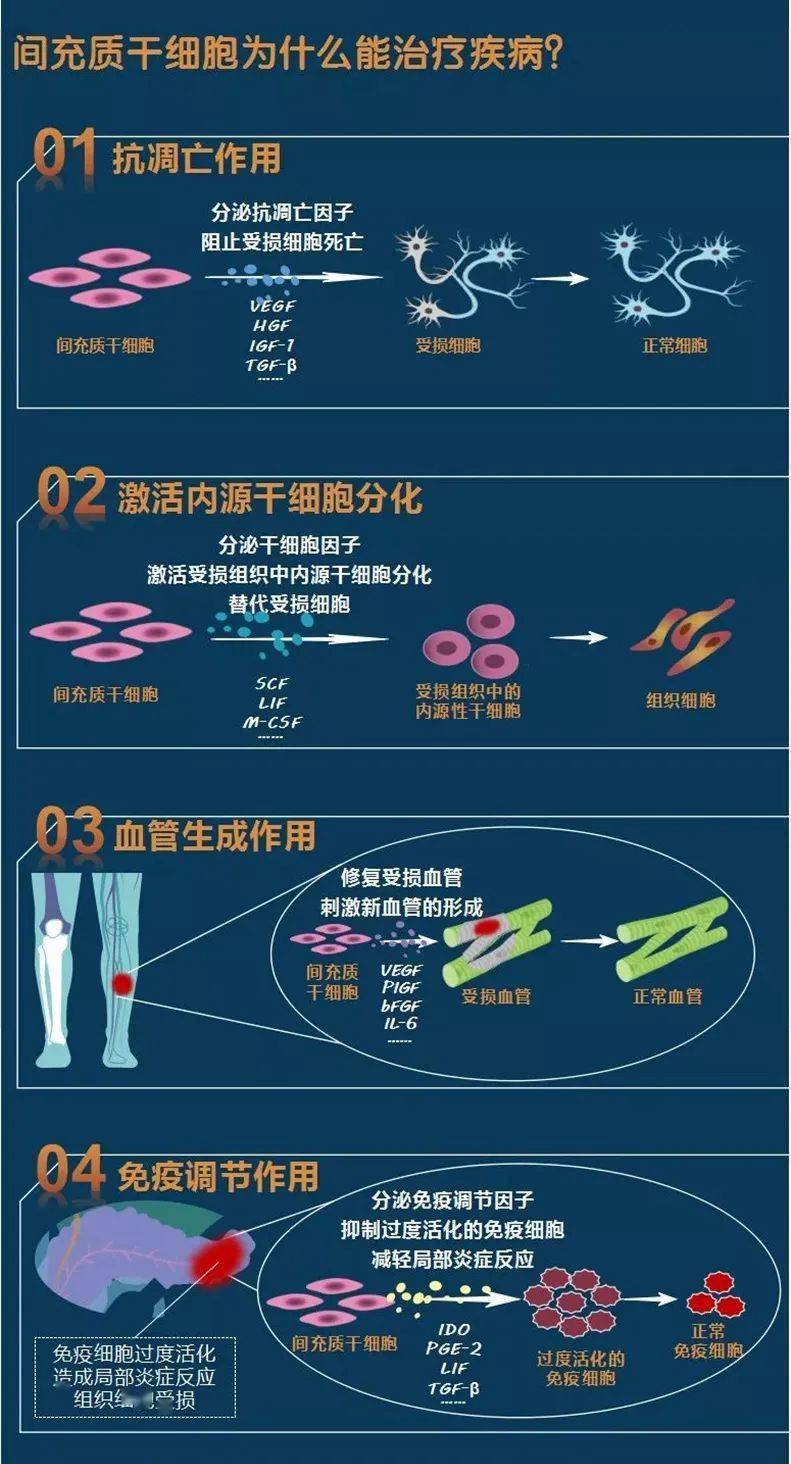 干细胞中的明星细胞---间充质干细胞