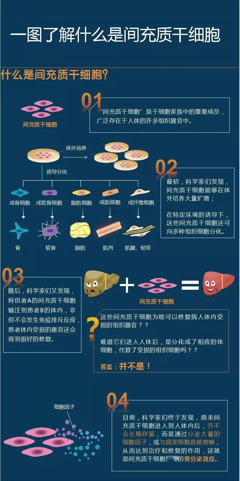 干细胞中的明星细胞---间充质干细胞