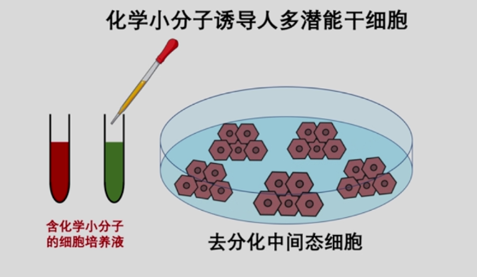 Nature重磅:我国干细胞制备技术获重要突破!