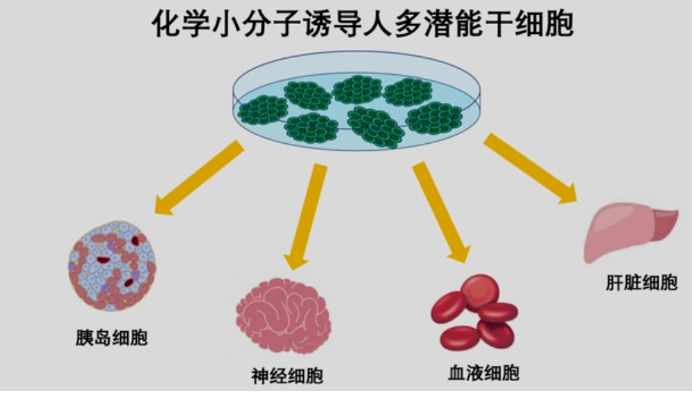 Nature重磅:我国干细胞制备技术获重要突破!